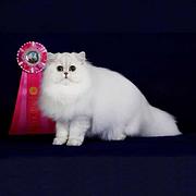 武汉纯种金吉拉猫舍 正规猫舍家庭式繁育