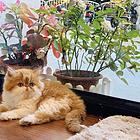 汕尾哪里有加菲猫卖的 加菲猫好养吗 疫苗齐全包健康