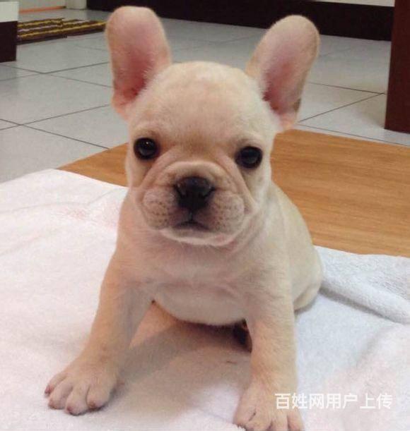纯种法国斗牛犬出售法牛纯种幼犬 法牛法斗的图片