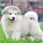 辽源哪里可以买到精品阿拉斯加阿拉斯加连锁店