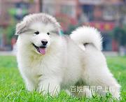 邵阳法斗价格法斗多少钱一只