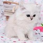 云南玉溪纯种豹猫幼崽送货上门