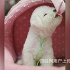 安康哪里卖泰迪狗狗泰迪市场价多少钱
