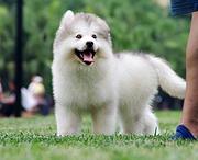 岳阳好看的阿拉斯加哪里有卖 血统阿拉斯加多少钱一头