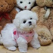 里卖比熊犬 赛级比熊犬 纯种比熊幼犬