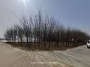 二十亩皂角树十年大树大批出