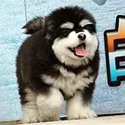 临汾哪里有卖阿拉斯加 阿拉斯加价格美丽 品种纯正！