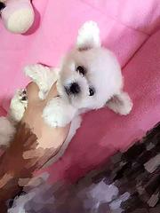 黄冈泰迪狗舍电话 泰迪养殖户联系方式