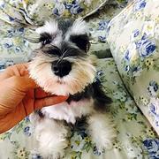 嘉兴哪里可以买到精品雪纳瑞犬 雪纳瑞连锁店