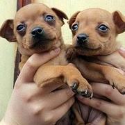 咸宁哪里什么地方有卖小鹿犬 小鹿犬高品质幼犬