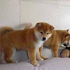 日系柴犬 赛级柴犬 黑色柴犬 三个月小柴犬待售 证