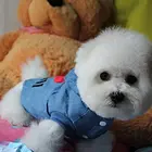 出售健康聪明比熊幼犬待售 不忽悠的品质