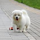 济南哪里有出售萨摩耶幼犬宝宝 定时做疫苗和驱虫 公