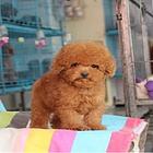 九江武宁哪里有t泰迪热卖犬小体泰迪好养吗