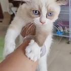 淮安市卖布偶猫猫舍狗