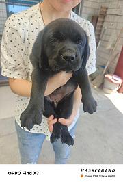 家庭伴侣犬