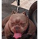 恶霸犬接配