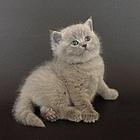 岳阳靠谱的卖蓝猫的商家 蓝猫一只价位