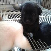 昆明本地拉布拉多犬舍在哪儿▲本地拉布拉多养殖基地