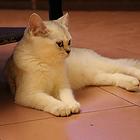 猫猫找新家