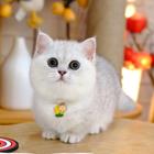 曼基康矮脚猫哪里有卖的 多少钱一只 图片价位