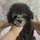 自家繁殖精品小体亮灰色泰迪幼犬