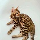 福建泉州纯种双血统豹猫多少钱一只