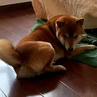 寻狗启示