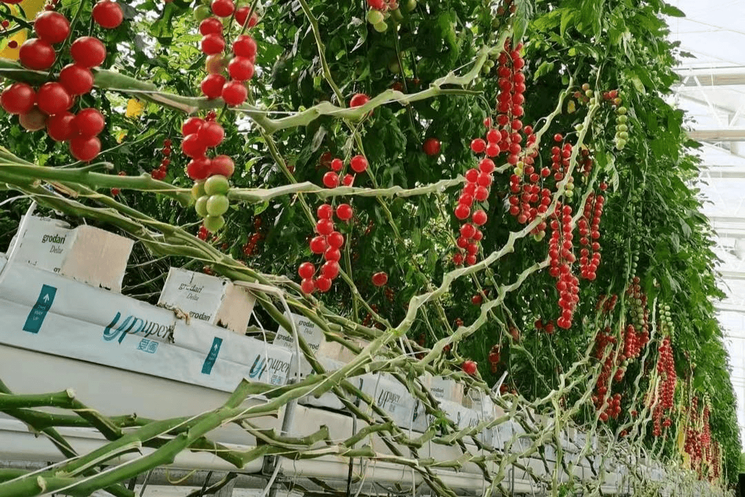 地面支架式种植系统