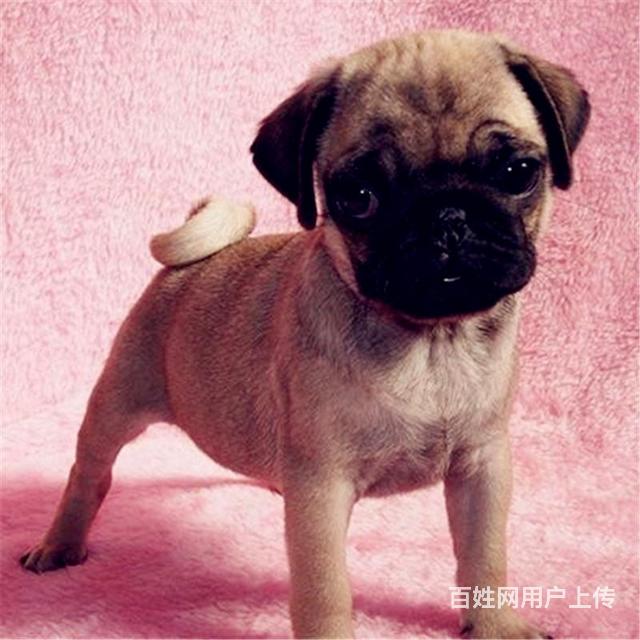 白银哪里可以买到精品巴哥犬 巴哥连锁店的图片