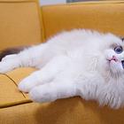 布偶猫哪里有卖的 多少价位一只 布偶猫好养吗