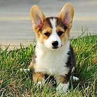 柯基犬 小型犬柯基犬 柯基犬多少钱一只