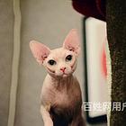鹰潭纯种双血统无毛猫多少钱