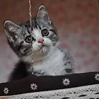 黄石纯种小美短虎斑标斑舍 正规猫舍家庭式繁育