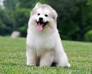 襄阳宠物店店主卖现货阿拉斯加幼犬 阿拉斯加幼犬多少钱一只