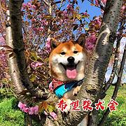 池州哪里可以买到纯种柴犬