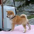 临沧哪里有哈士奇卖哈士奇犬舍信息