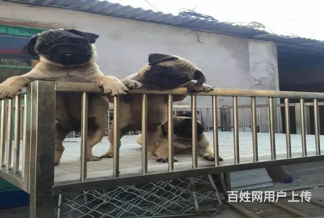 中国最大巴哥繁殖基地全国各地均有分基地可上门挑选的图片