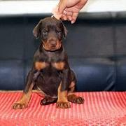 洛阳卖杜宾的犬舍，犬舍杜宾一般价位