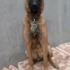 白山上哪可以看到马犬犬舍，马犬犬舍地址位置