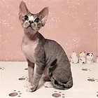盐城纯种精灵猫幼崽哪里买