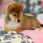 佳木斯哪里有高品质纯种柴犬幼犬出售 自家犬舍繁育