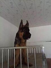邵阳【*推荐】德牧犬舍‖德牧养殖场