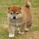 纯种日系柴犬  赛级柴犬幼犬出售 柴犬犬舍