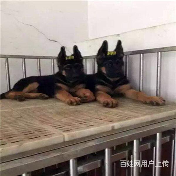 吐鲁番纯种德牧去哪儿卖▲纯种德牧犬舍的图片