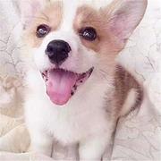 白山哪里有卖宠物犬柯基 柯基多少钱一只