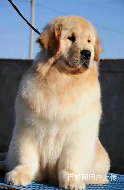 纯种金毛犬 出售 金毛犬骨架大性格好不等人哦的图片