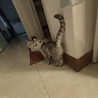 自家繁殖猫