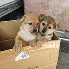 家养柴犬小狗狗出售2个月，价格优惠