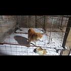 柴犬挑圈找个好人家